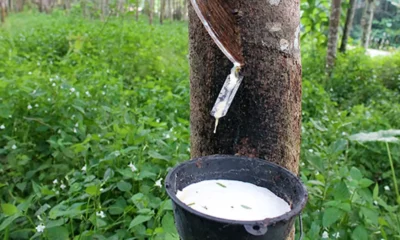 Memahami Hutan Produksi: Fungsi, Jenis, dan Contoh