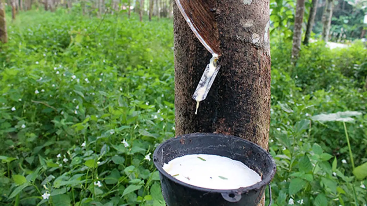 Memahami Hutan Produksi: Fungsi, Jenis, dan Contoh