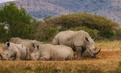 Memahami Simbiosis Netralisme: Interaksi Tanpa Pengaruh
