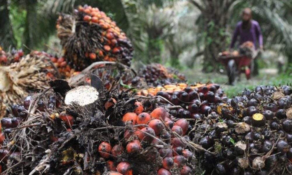 Pemanfaatan Kelapa Sawit: Dari Produk Pangan hingga Inovasi Berkelanjutan