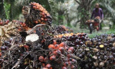 Pemanfaatan Kelapa Sawit: Dari Produk Pangan hingga Inovasi Berkelanjutan