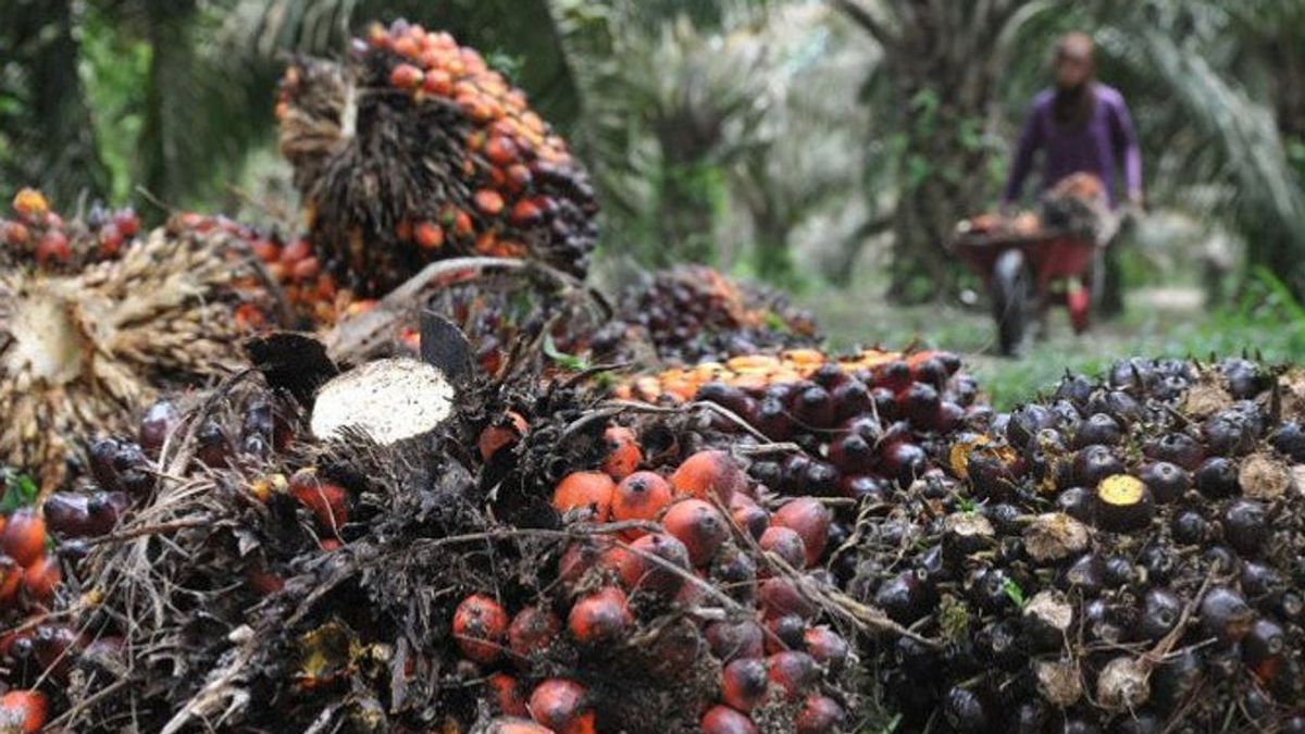 Pemanfaatan Kelapa Sawit: Dari Produk Pangan hingga Inovasi Berkelanjutan