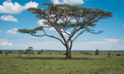 Adaptasi Pohon Akasia di Sabana: Mengeluarkan Racun untuk Pertahanan Diri