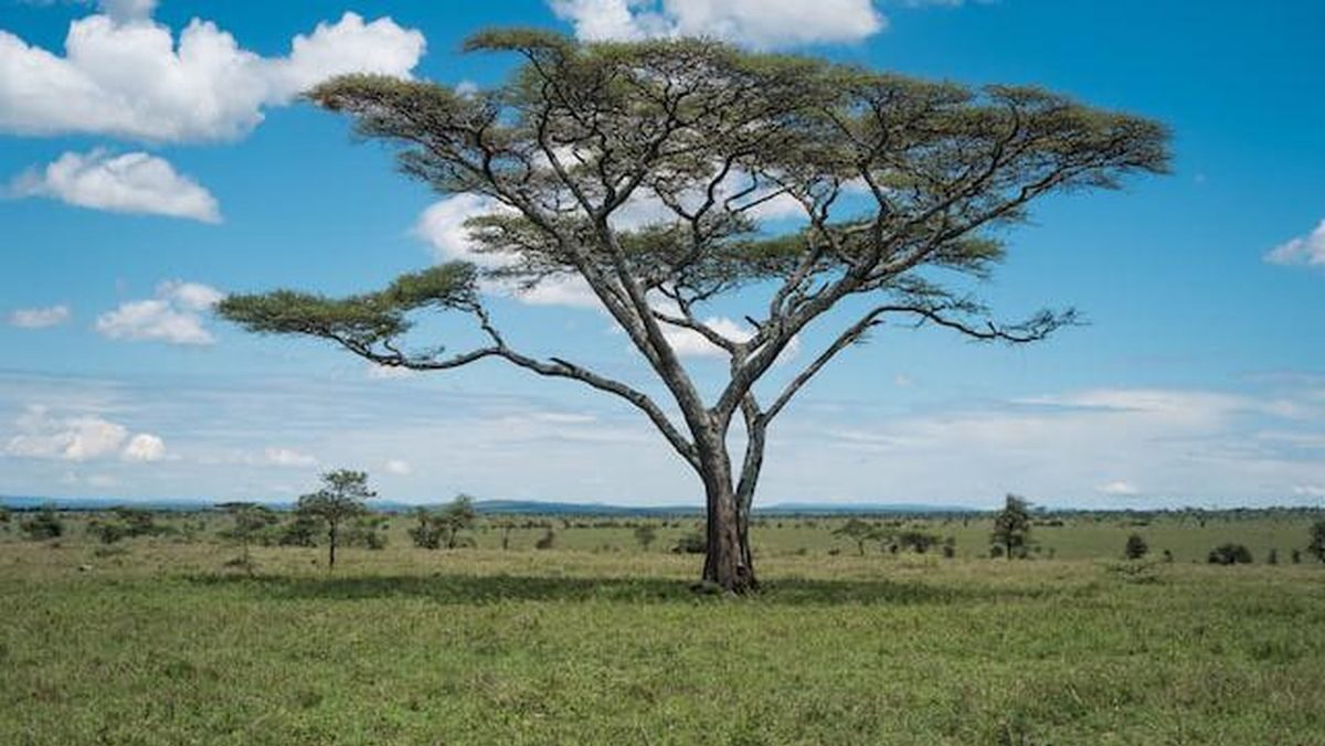 Adaptasi Pohon Akasia di Sabana: Mengeluarkan Racun untuk Pertahanan Diri