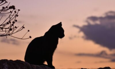 Video Pria Menembak Kucing di Bawah Mobil Viral di Media Sosial, Pelaku Ditangkap Polisi