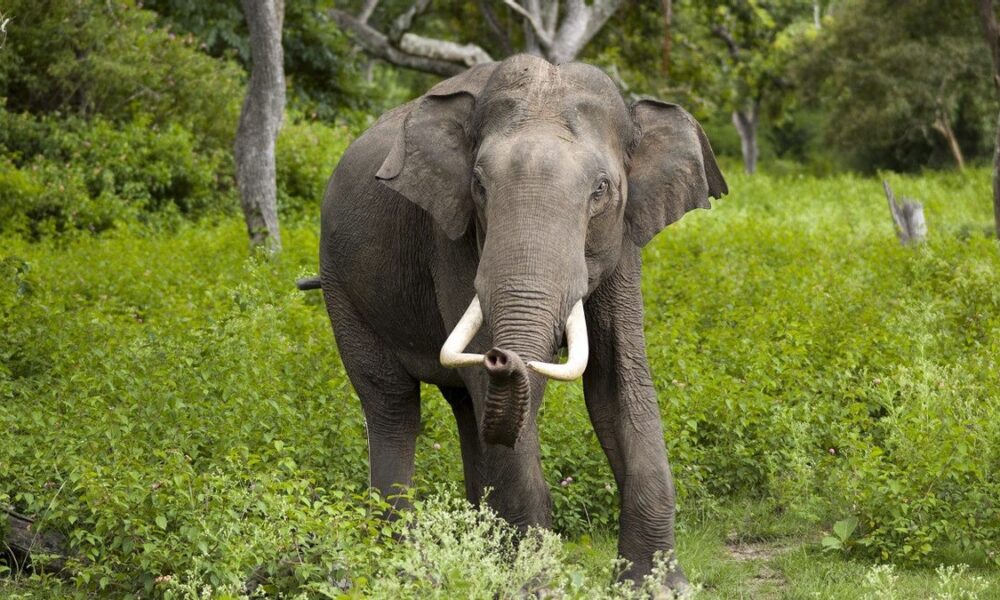 Kenapa Gajah Tidak Bisa Melompat?
