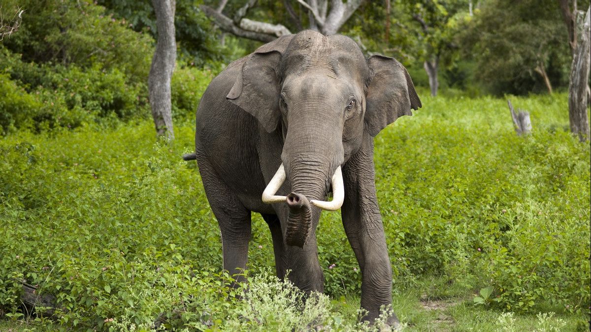 Kenapa Gajah Tidak Bisa Melompat?