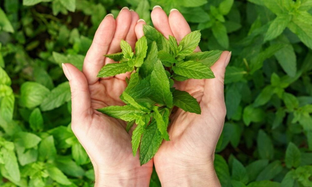 Daun Herbal untuk Menurunkan Asam Urat Secara Alami