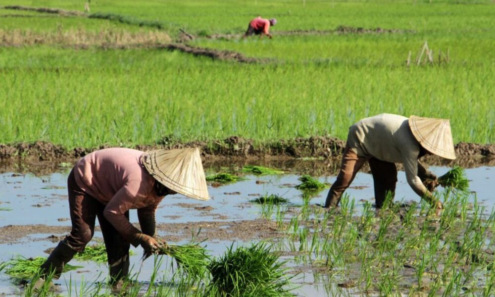 Guru besar dari IPB University, Bustanul Arifin, memaparkan bahwa produktivitas pertanian, khususnya padi di Indonesia, telah melandai sejak era Presiden Soeharto. Ia mencatat bahwa Indonesia hampir mencapai swasembada beras pada tahun 1980-an, tetapi kini tergantung pada impor beras dari negara lain, termasuk Vietnam