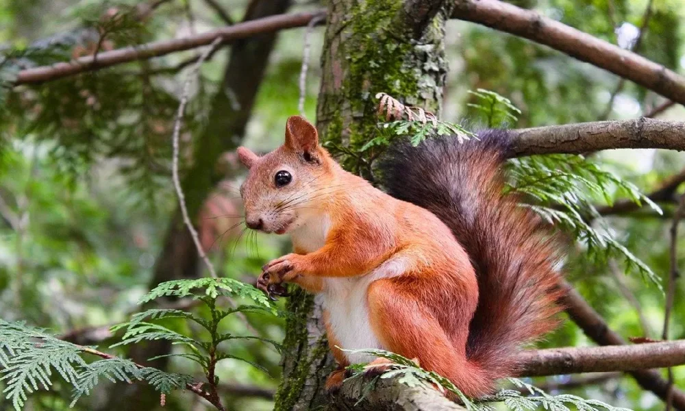 Tupai Mengacaukan Perjalanan Kereta di Inggris