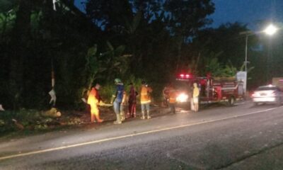 Pemotor Tewas Tertimpa Pohon di Bandung Barat
