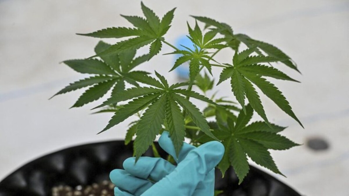 Pria di Cengkareng Berkebun Ganja di Loteng Rumah, Ada 40 Batang Pohon