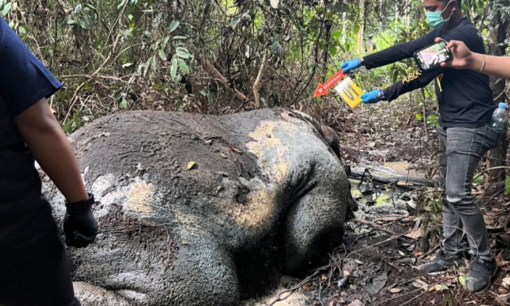 foto Gajah tanpa kepala di riau