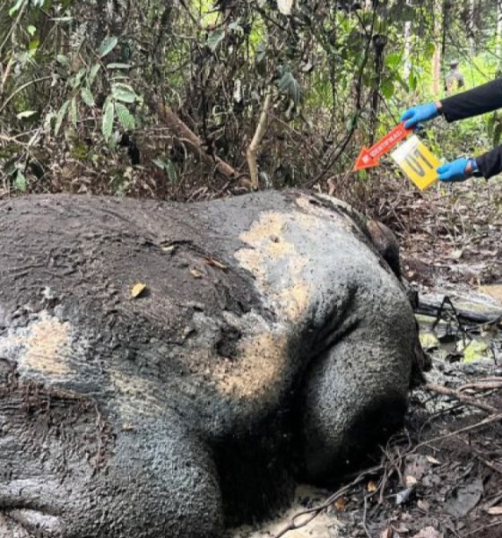 foto Gajah tanpa kepala di riau