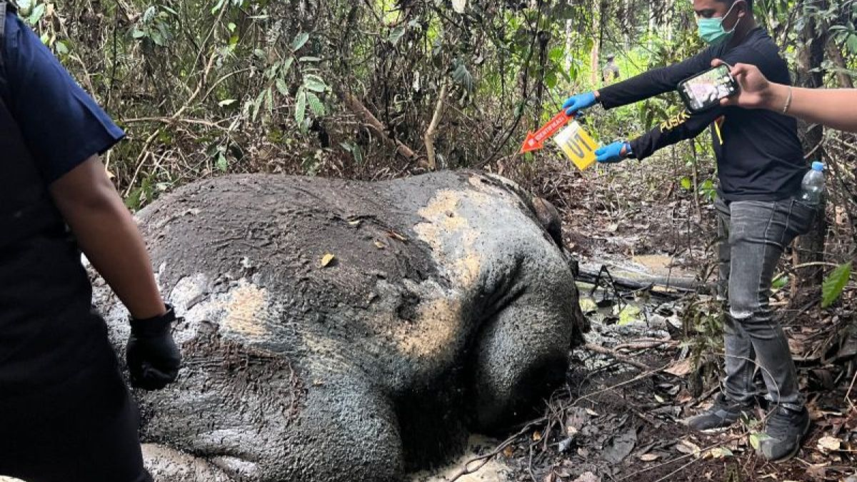 foto Gajah tanpa kepala di riau