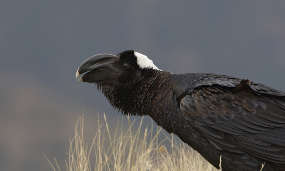 Fakta Gagak Paruh Tebal burung raksasa.