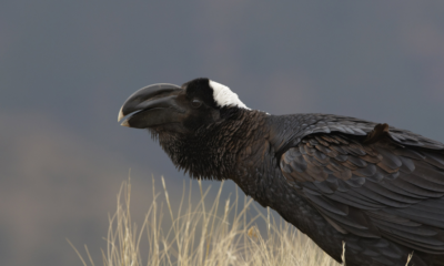 Fakta Gagak Paruh Tebal burung raksasa.