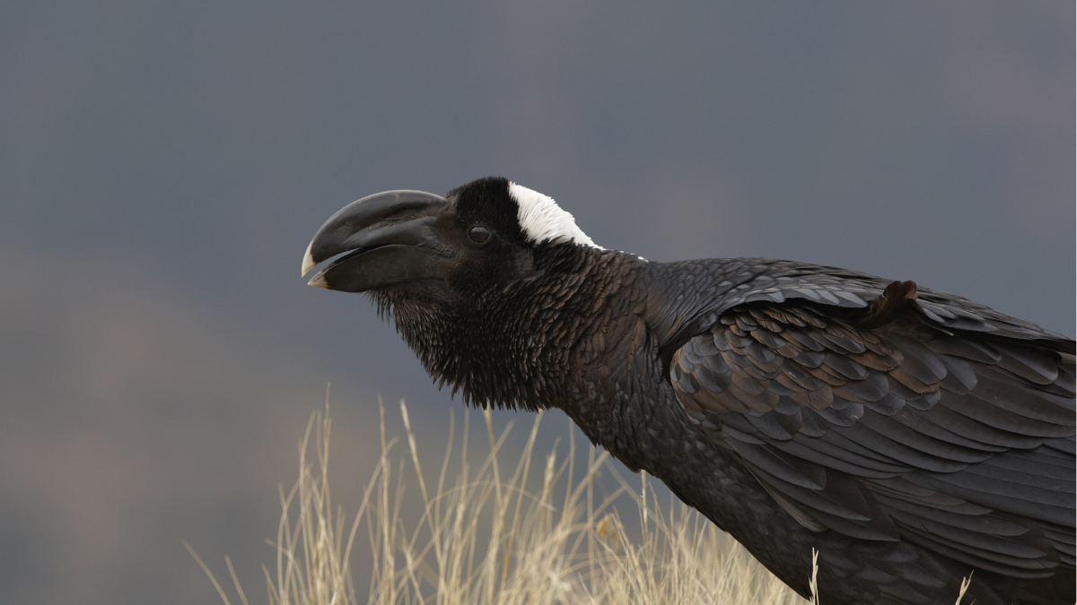Fakta Gagak Paruh Tebal burung raksasa.
