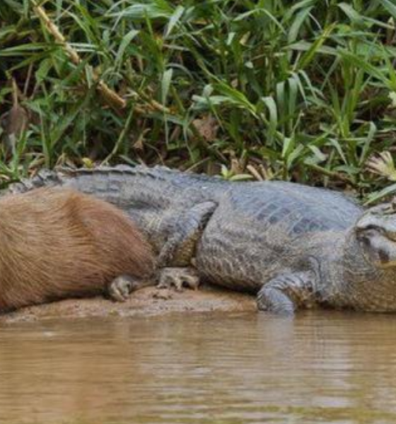 Kapibara berteman dengan buaya di alam liar.