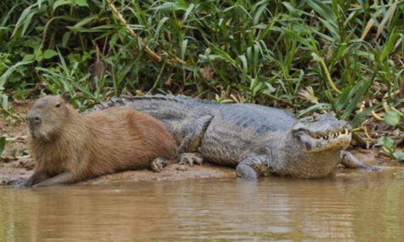 Kapibara berteman dengan buaya di alam liar.
