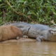 Kapibara berteman dengan buaya di alam liar.