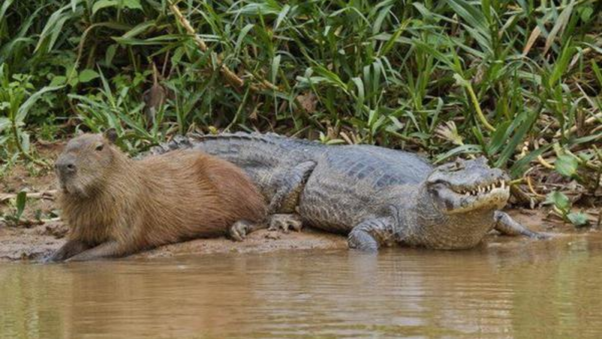 Kapibara berteman dengan buaya di alam liar.