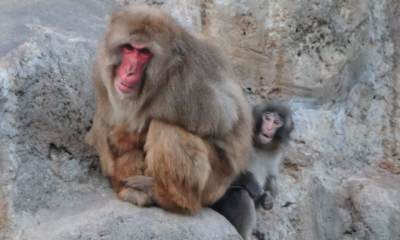 Kabar Monyet Punch viral punya teman baru.