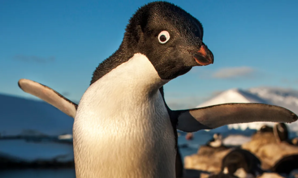 5 Hewan paling pelupa di dunia.