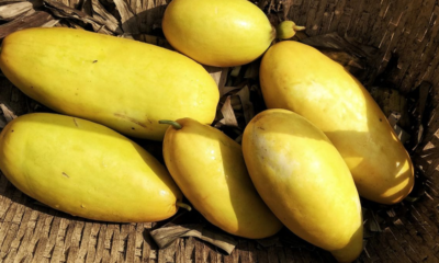 gambar timun suri yang sudah matang di bulan ramadhan