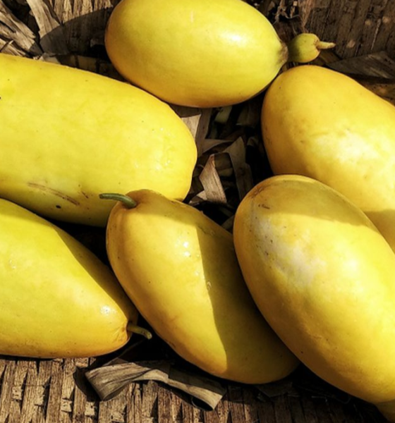 gambar timun suri yang sudah matang di bulan ramadhan