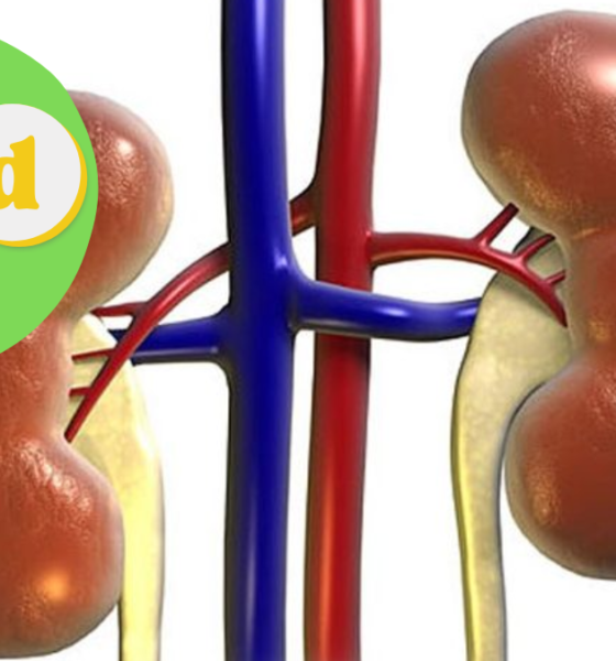 foto animasi ginjal dan vitamin d