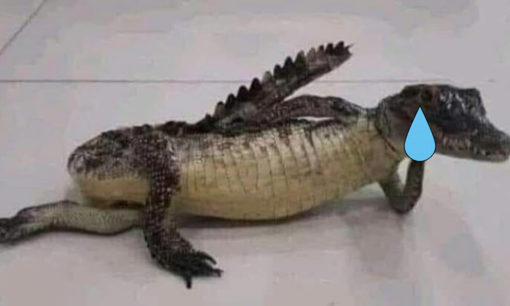 Fakta air mata buaya mitos medis