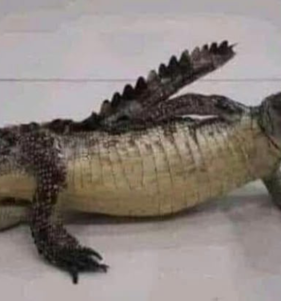 Fakta air mata buaya mitos medis