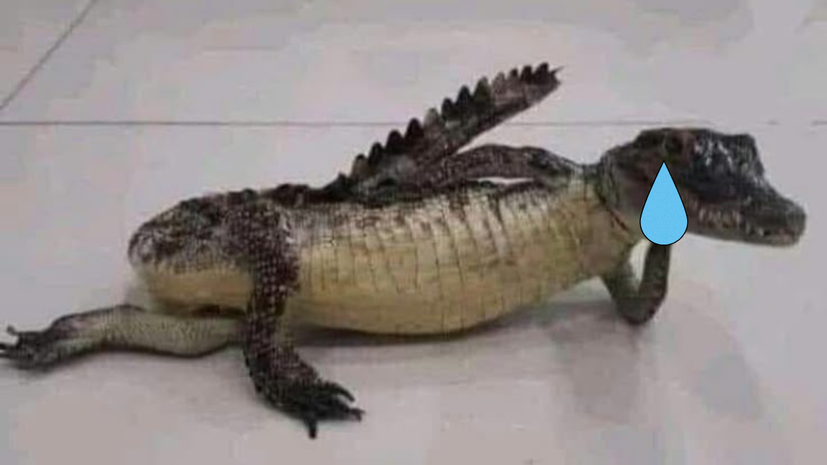 Fakta air mata buaya mitos medis