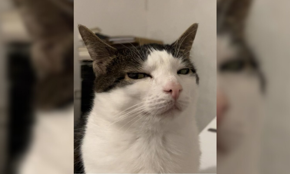 Kucing sering terlihat cuek karena trauma.