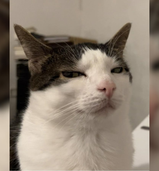 Kucing sering terlihat cuek karena trauma.