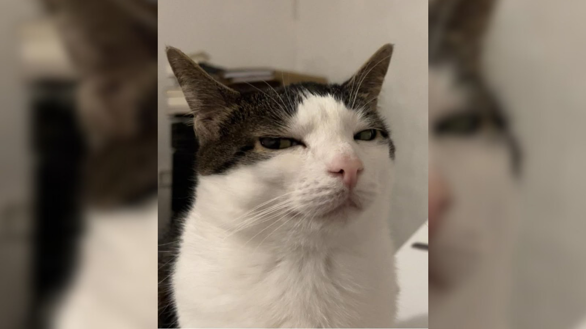 Kucing sering terlihat cuek karena trauma.