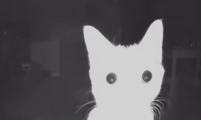 Kapan kucing dianggap tua secara medis.