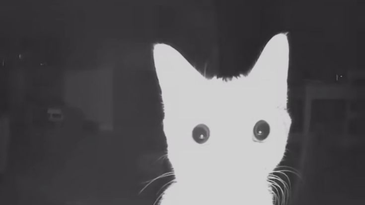 Kapan kucing dianggap tua secara medis.