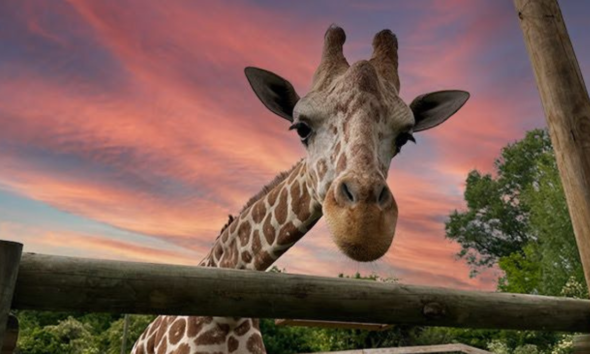 Kenapa jerapah punya bintik penjelasannya.