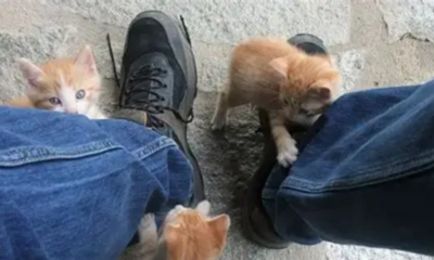 Alasan kucing selalu mengikuti pemiliknya.