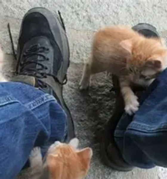 Alasan kucing selalu mengikuti pemiliknya.