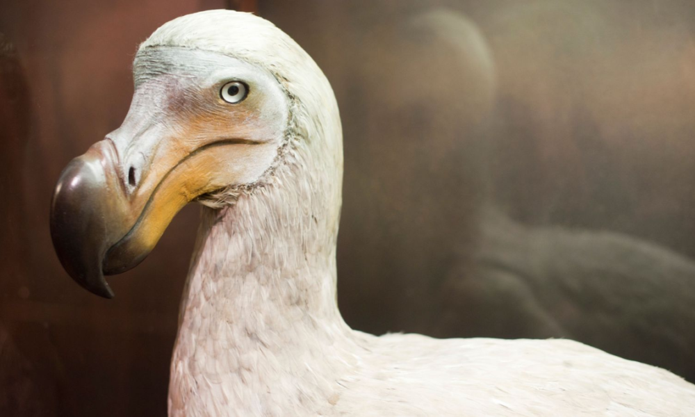 Hewan punah akibat manusia dodo