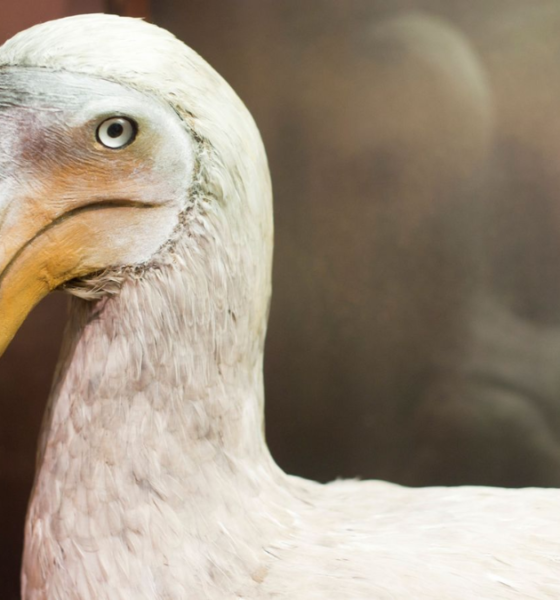 Hewan punah akibat manusia dodo