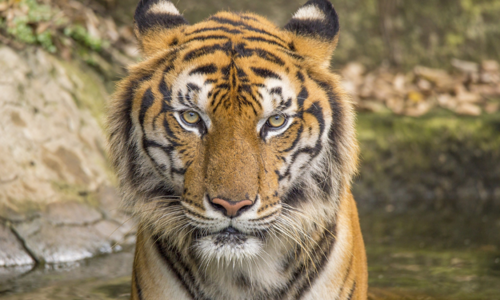 4 Hewan cakaran mematikan di dunia.