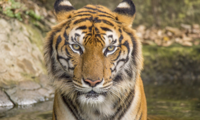 4 Hewan cakaran mematikan di dunia.