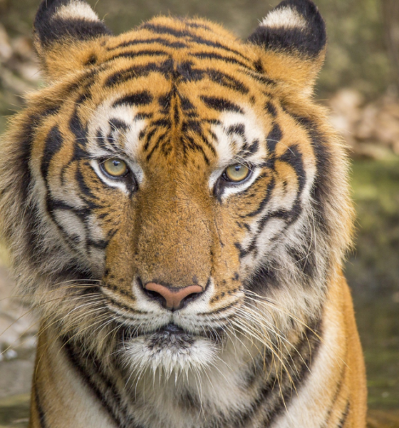 4 Hewan cakaran mematikan di dunia.