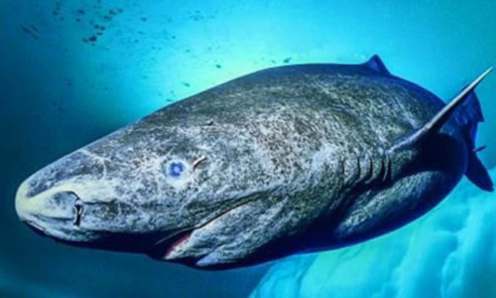 Hewan berumur paling panjang di bumi kura kura.