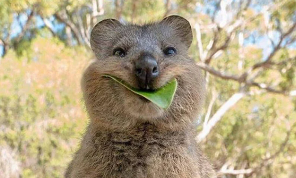 Fakta unik hewan quokka hewan paling bahagia.