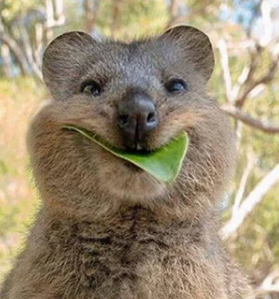 Fakta unik hewan quokka hewan paling bahagia.